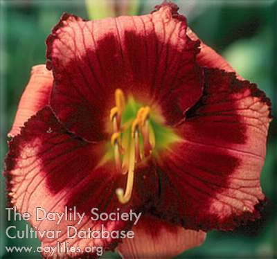 Daylily Courting Trouble